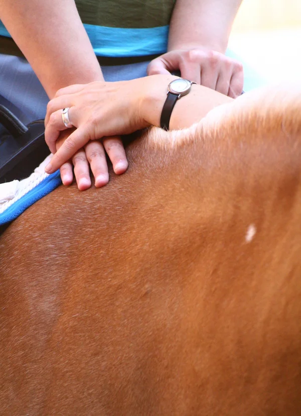 Hände eines Kindes liegen auf dem Rücken eines Pferdes mit braunem Fell.