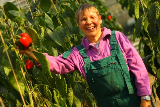 Lächelnde Beschäftigte der Gärtnerei pflückt Paprika im Gewächshaus.