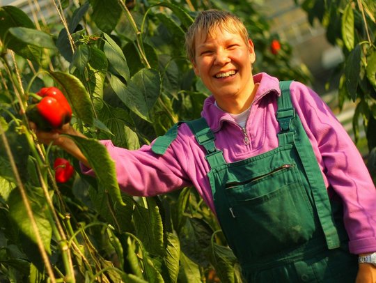 Person in lila Pullover und grüner Latzhose erntet rote Paprika in Gewächshaus.