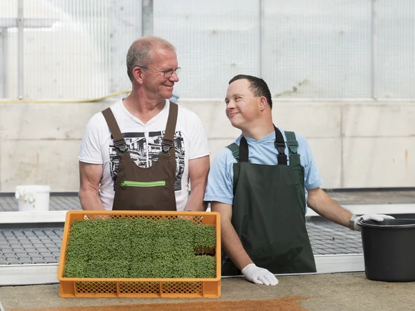 Anleiter und Beschäftigter der Gärtnerei in Arbeitskleidung stehen in einem Gewächshaus und lächeln sich an.