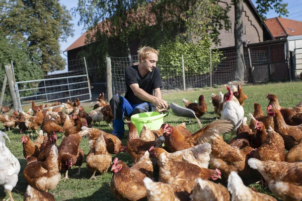 Beschäftigter füttert auf dem Klosterberghof die Hühner.