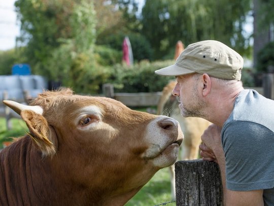 Mann mit Basecap schaut einer Kuh neugierig in die Augen, nahe eines Zauns im Grünen.