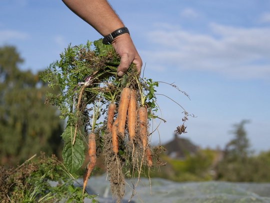 Hand hält frisch geerntete Karotten im Freien.