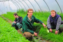 Mitarbeiter im Gemüsefeld