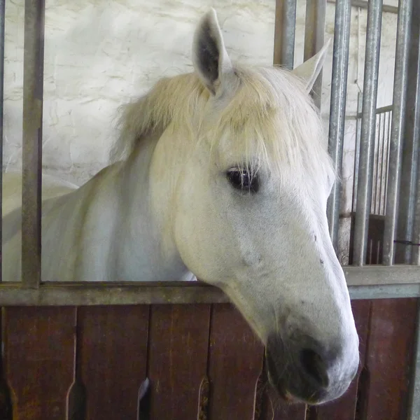 Weißes Pferd schaut aus einer Box im Stall.