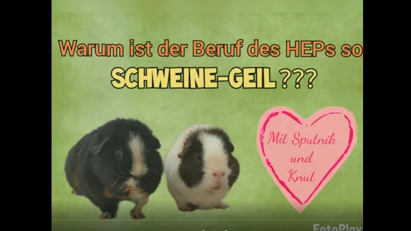 Zwei Meerschweinchen mit Text "Warum ist der Beruf von HEPs so schweinegeil?" und ein Herzmotiv.
