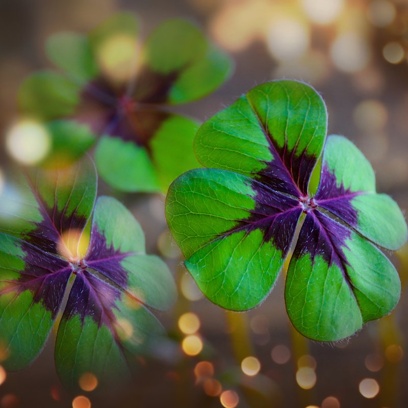 Glücksklee vor einem hellen, unscharfen Hintergrund.