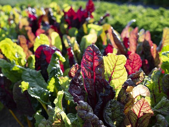 Nahaufnahme von buntem Mangold im Garten.