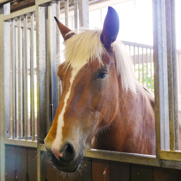 Braunes Pferd mit blonder Mähne schaut aus einer Box im Stall.
