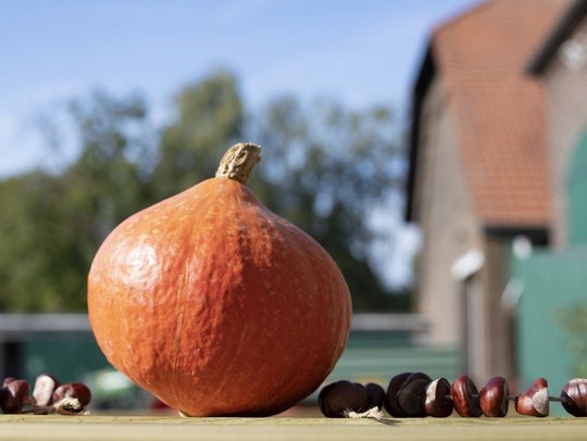 Ein Kürbis mit Kastanien auf einem Tisch im Freien, unscharfer Hintergrund.
