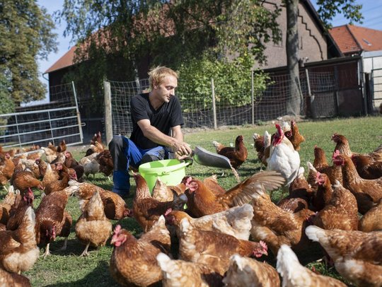 Person füttert Hühner auf einer Wiese vor einem Bauernhof.