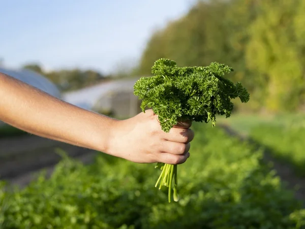 Hand hält ein Bündel Petersilie im Freien.